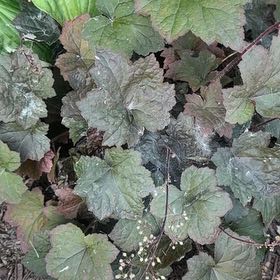 Photo of the plant species Coral Bells by @AdeptRosebush40 named McKinley on Greg, the plant care app