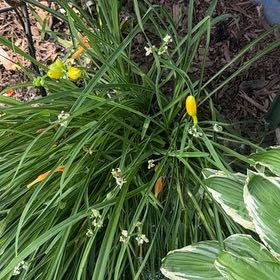 Photo of the plant species Yellow Daylily by @AdeptRosebush40 named Sproutacus on Greg, the plant care app