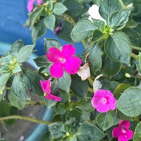 Photo of the plant species Buzzy Lizzy by @AdeptRosebush40 named Homer on Greg, the plant care app