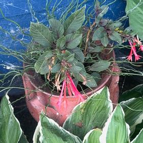 Photo of the plant species Bolivian Fuchsia by @AdeptRosebush40 named Dolores on Greg, the plant care app