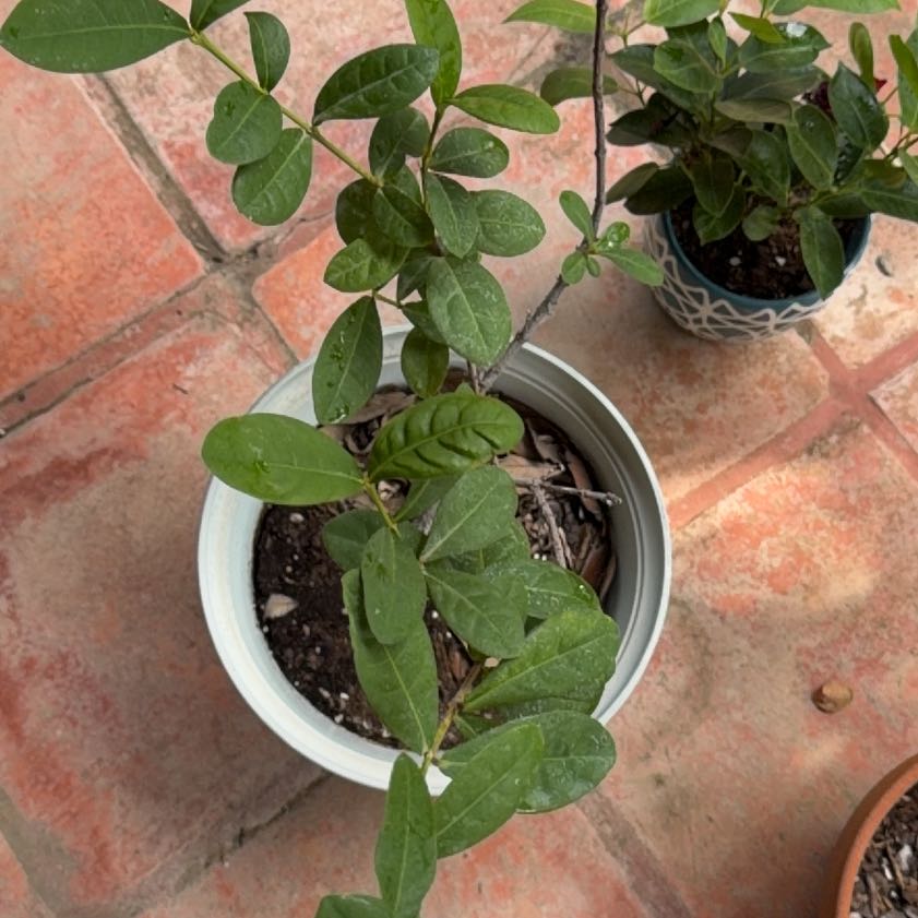 Photo of the plant species Sweet Olive by @VipMingthing83 named Figyonce on Greg, the plant care app