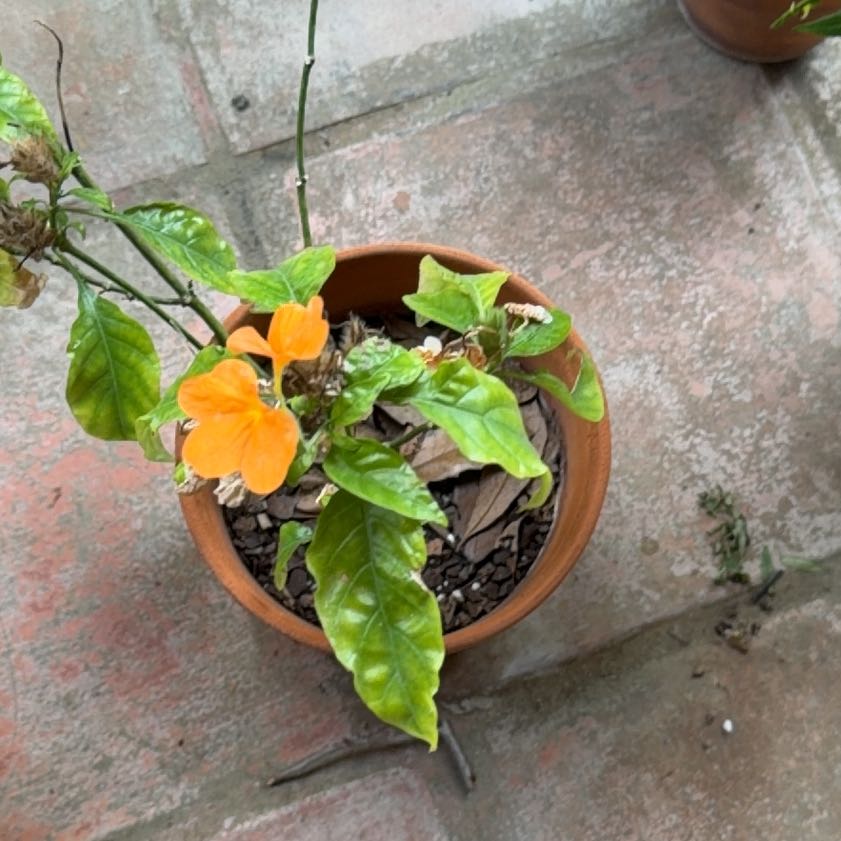 Photo of the plant species Firecracker Flower by @VipMingthing83 named Sigmund on Greg, the plant care app