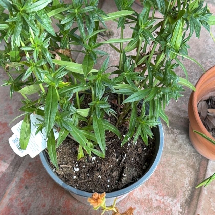 Photo of the plant species Common Snapdragon by @VipMingthing83 named Miley on Greg, the plant care app