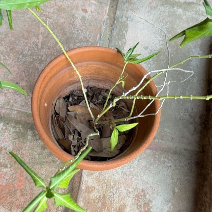 Photo of the plant species Hairy Crabgrass by @VipMingthing83 named Curie on Greg, the plant care app