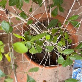 Photo of the plant species Pigeon Berry by @VipMingthing83 named Winston on Greg, the plant care app