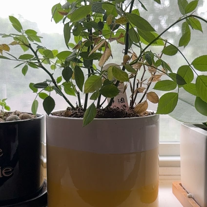 Photo of the plant species Miniature Rose by @CalmWaxvine38 named Pepper Ann on Greg, the plant care app