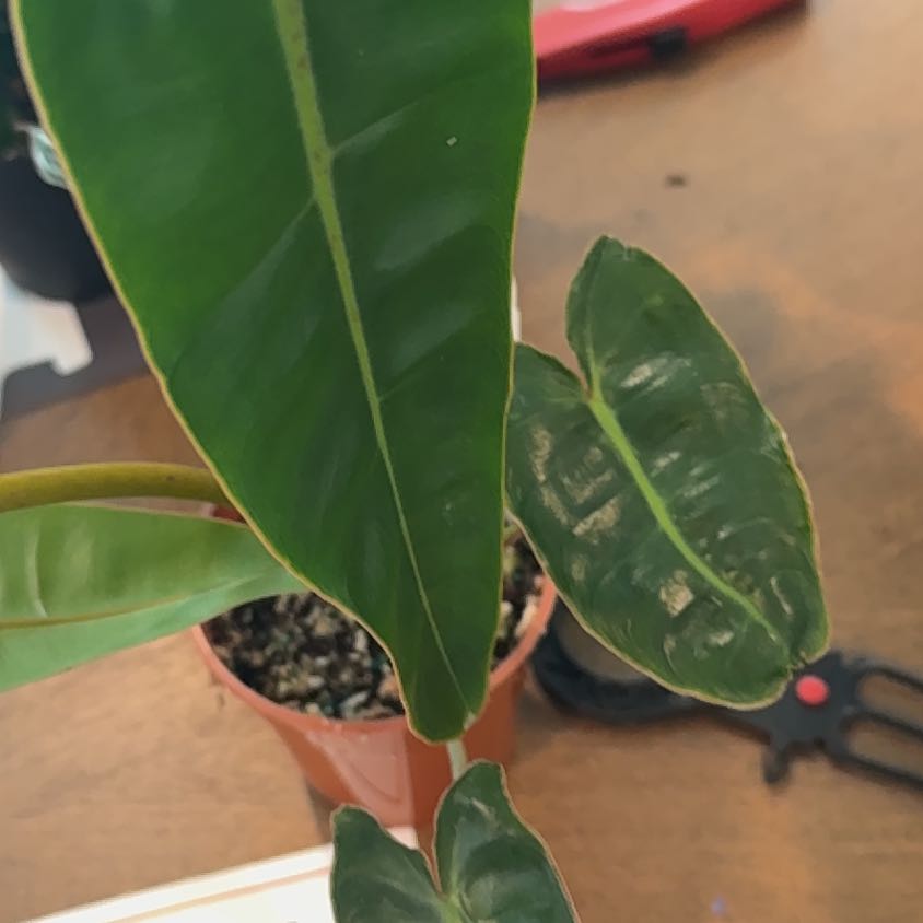 Photo of the plant species Philodendron billietiae by @ProfuseKaro91 named Wall-E on Greg, the plant care app