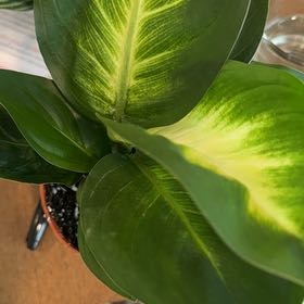 Photo of the plant species Dieffenbachia 'Tropic Marianne' by @ProfuseKaro91 named Willow on Greg, the plant care app