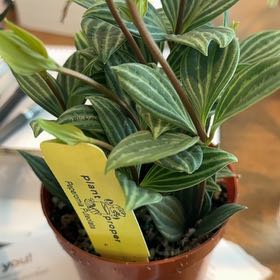 Photo of the plant species parallel peperomia by @ProfuseKaro91 named Kesha on Greg, the plant care app