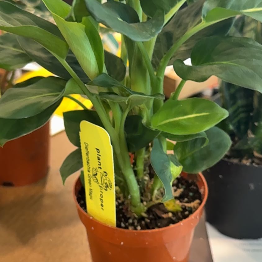 Photo of the plant species Green Magic Dumb Cane by @ProfuseKaro91 named Spike Leaves on Greg, the plant care app