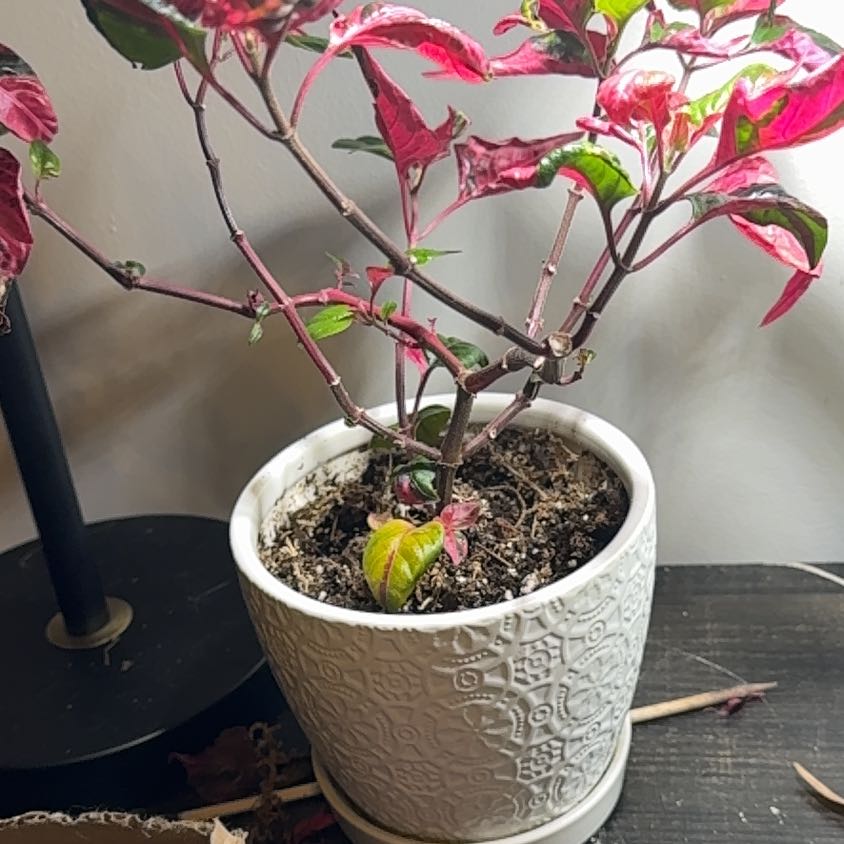 Photo of the plant species Party Time Alternanthera by @FabRosea23 named Party on Greg, the plant care app