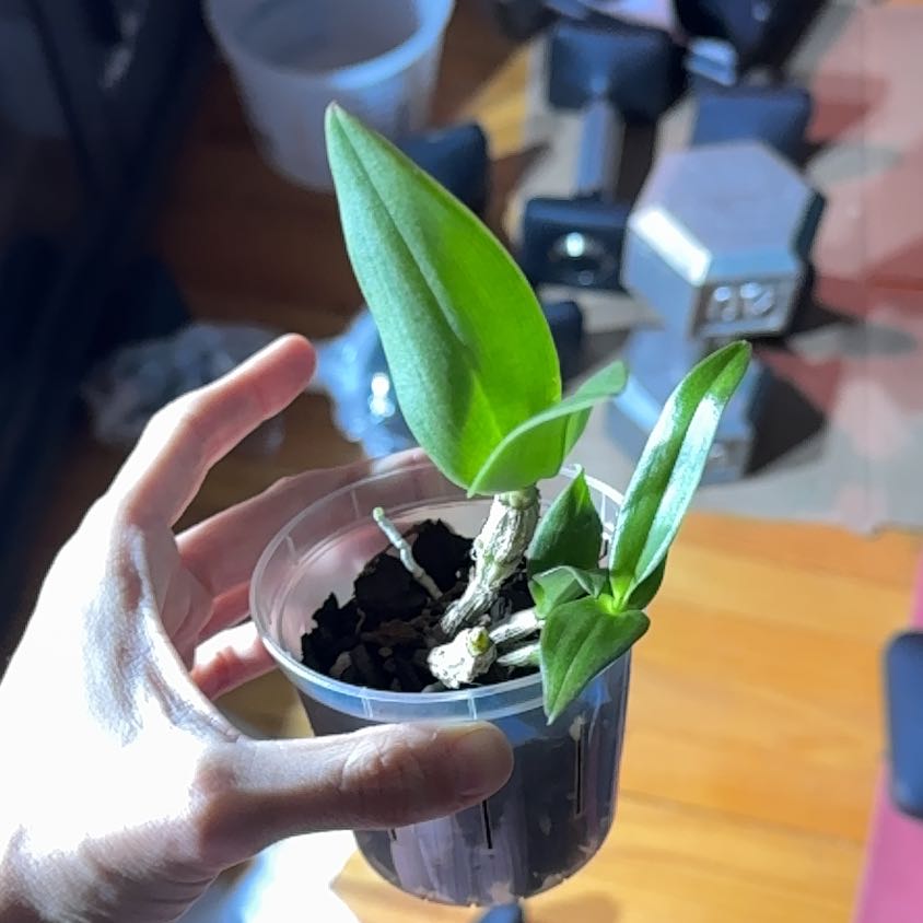 Photo of the plant species Dendrobium by @FabRosea23 named Einstein on Greg, the plant care app