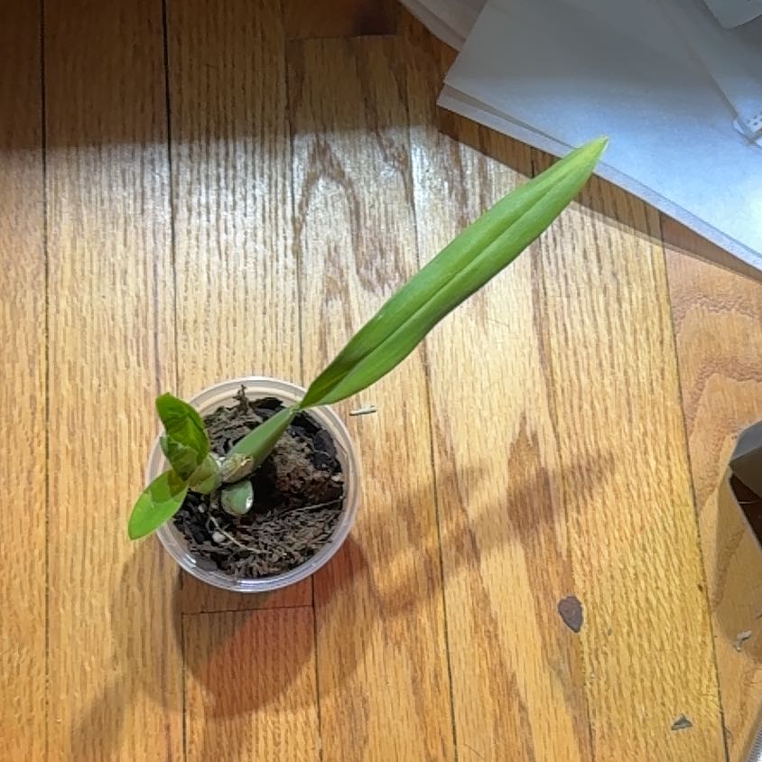 Photo of the plant species Wilsonara Eye Candy Pinkie by @FabRosea23 named Doja Cat on Greg, the plant care app