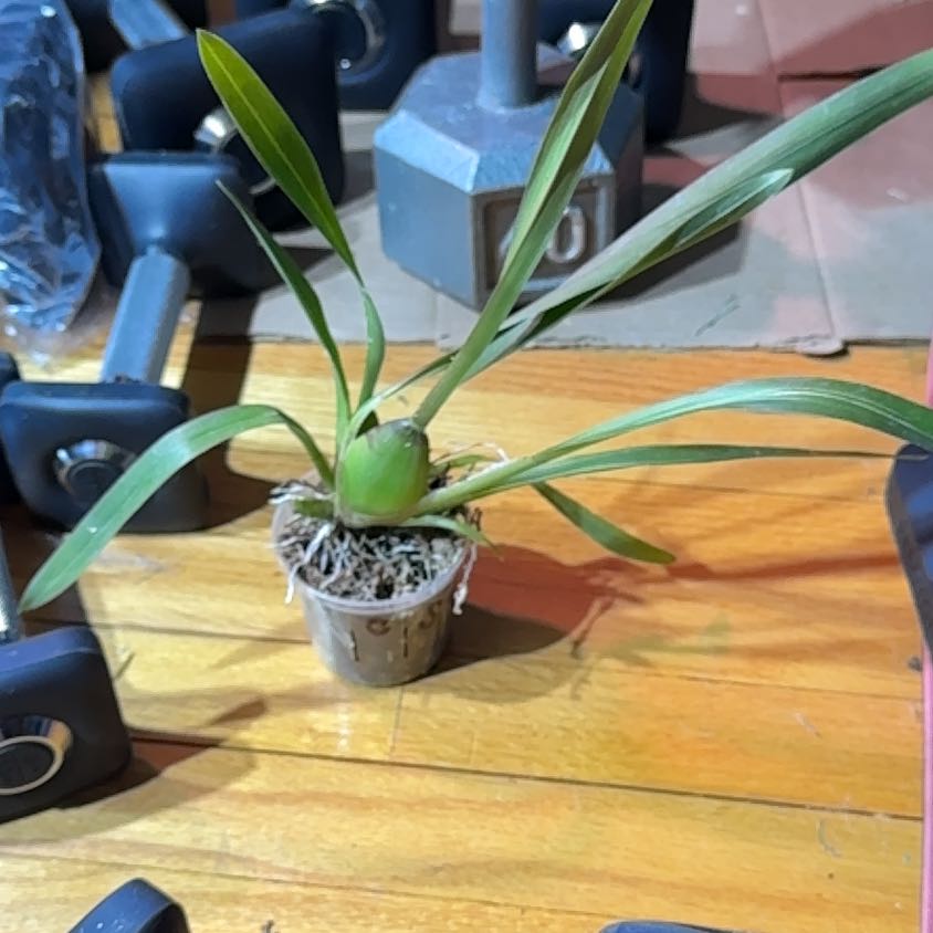 Photo of the plant species 'Fantasy' by @FabRosea23 named Remington on Greg, the plant care app