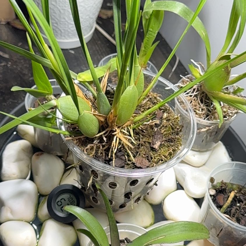 Photo of the plant species Coconut Orchid by @FabRosea23 named Darwin on Greg, the plant care app