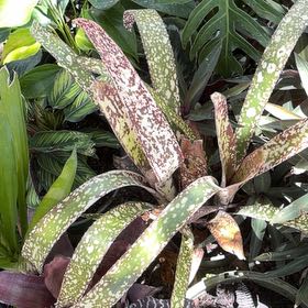 Photo of the plant species Gasteria Acinacifolia by @LushWychelm51 named McKinley on Greg, the plant care app
