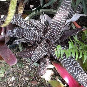Photo of the plant species Florida Arrowroot by @LushWychelm51 named Zeus on Greg, the plant care app