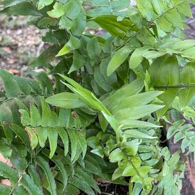 Photo of the plant species House Holly-Fern by @LushWychelm51 named Dolores on Greg, the plant care app