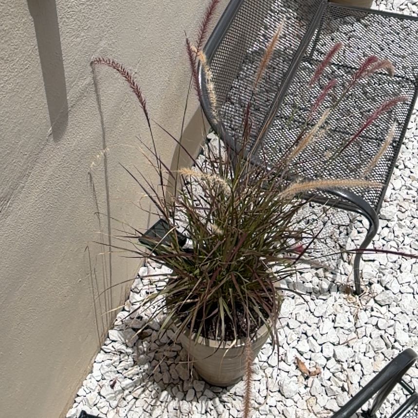Photo of the plant species Crimson Fountaingrass by @LushWychelm51 named Apollo on Greg, the plant care app