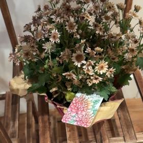 Photo of the plant species Ox-Eye Daisy by @SwellTorgrass44 named Naomi on Greg, the plant care app