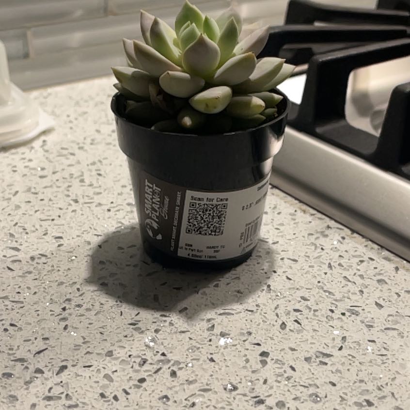 Photo of the plant species Sedeveria 'Lilac Mist' by @QueenBeeOni named Lilac Mist on Greg, the plant care app