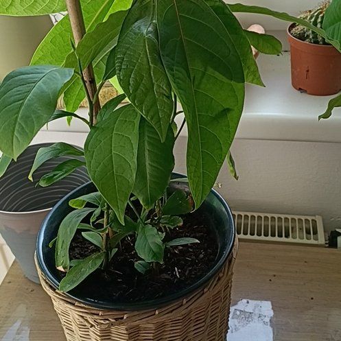 Mini tree