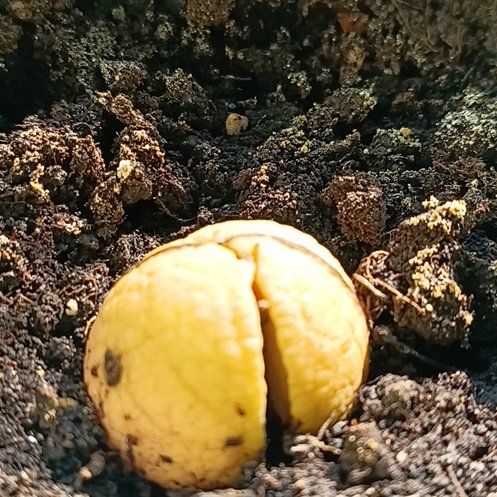 Photo of the plant species avocado seed by @PerkyChisme44 named Bodhi on Greg, the plant care app