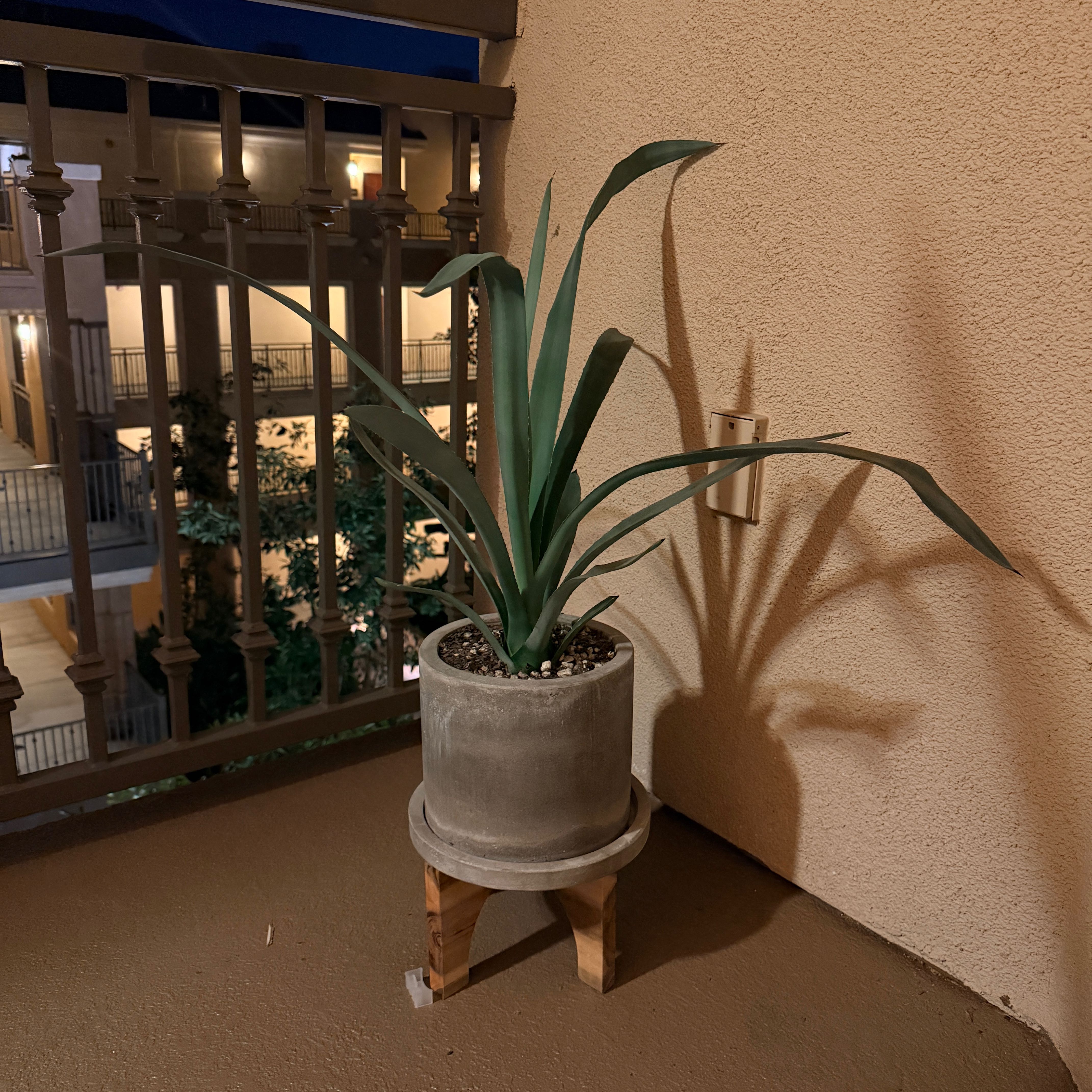 Photo of the plant species Tequila Agave by @HipBacchus60 named Agavita on Greg, the plant care app