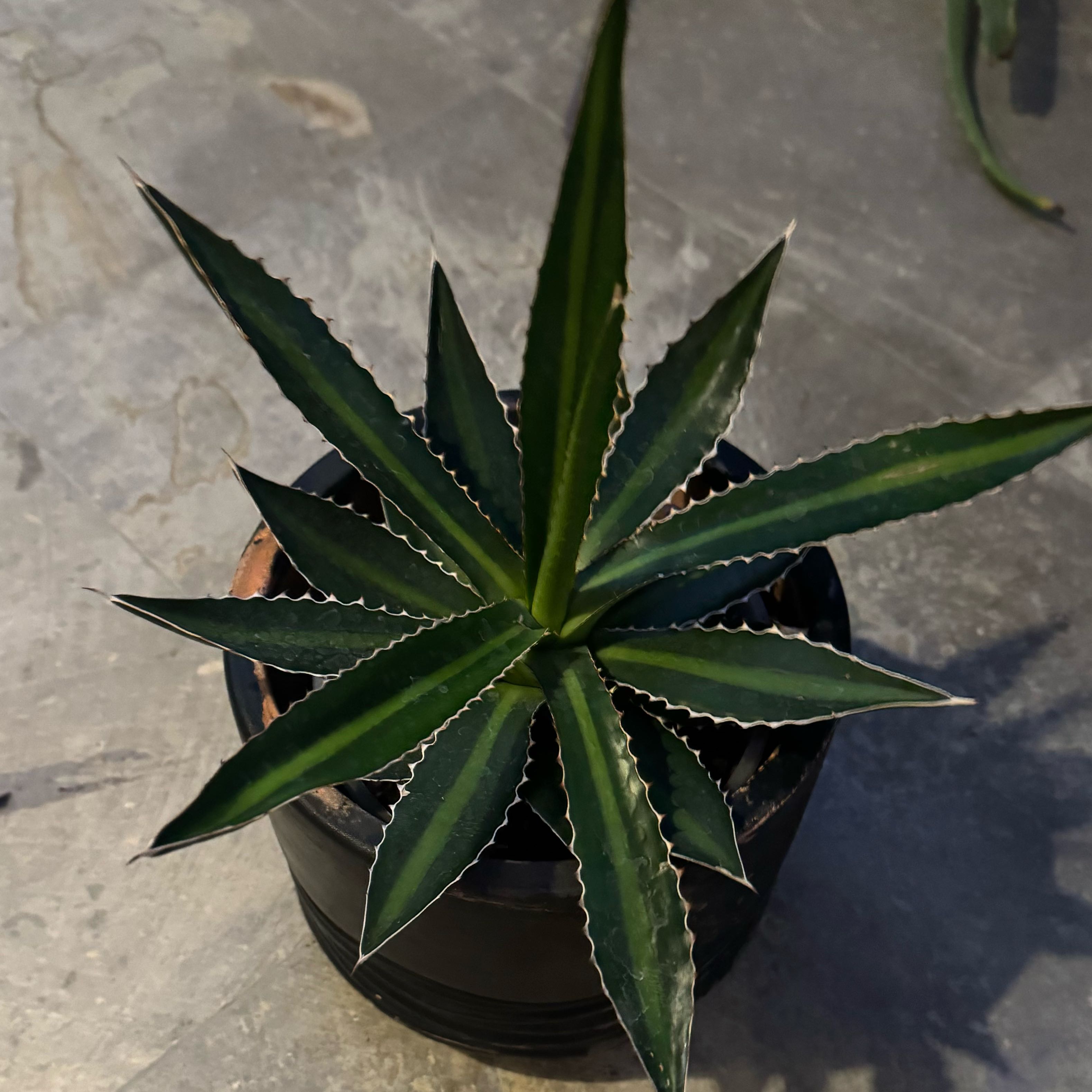 Photo of the plant species Thorn-Crested Century Plant by @WinPeppervine44 named Rainier on Greg, the plant care app