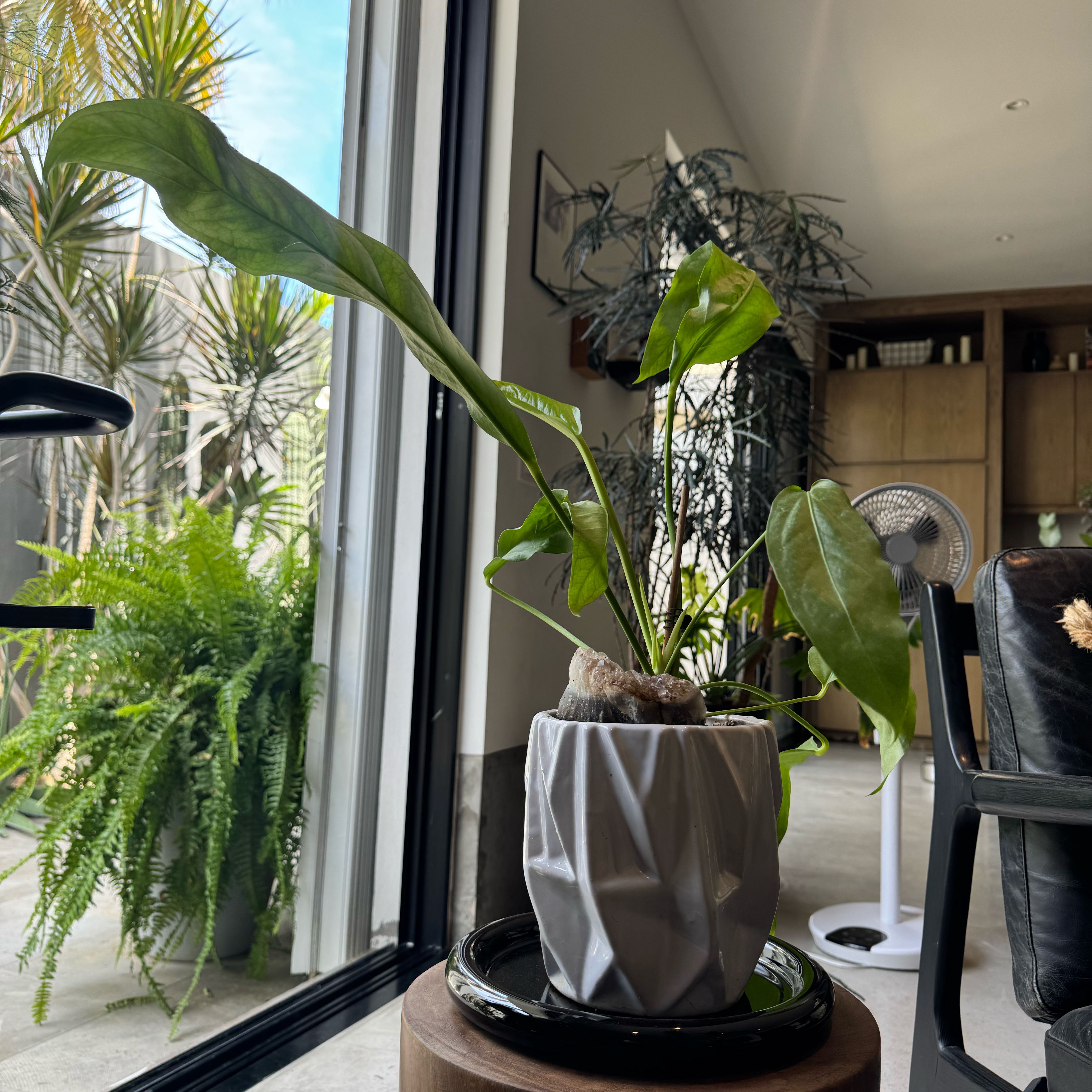 Photo of the plant species Bird's nest anthurium by @WinPeppervine44 named Winston on Greg, the plant care app