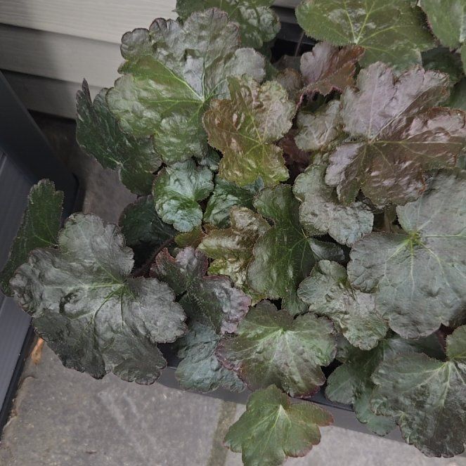 Photo of the plant species Coral Bells by @UltraRichweed88 named Wall-E on Greg, the plant care app