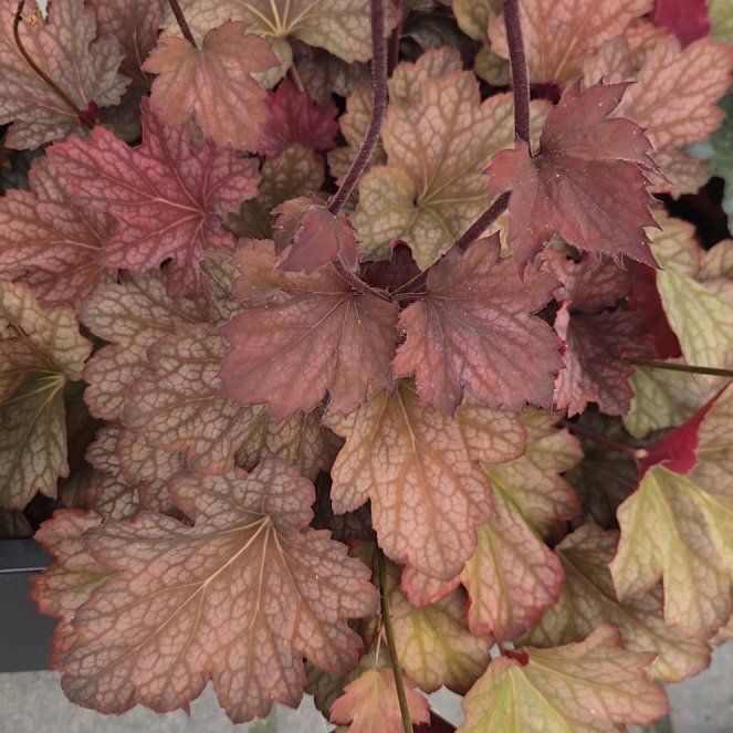 Photo of the plant species Coral Bells by @UltraRichweed88 named Bella on Greg, the plant care app