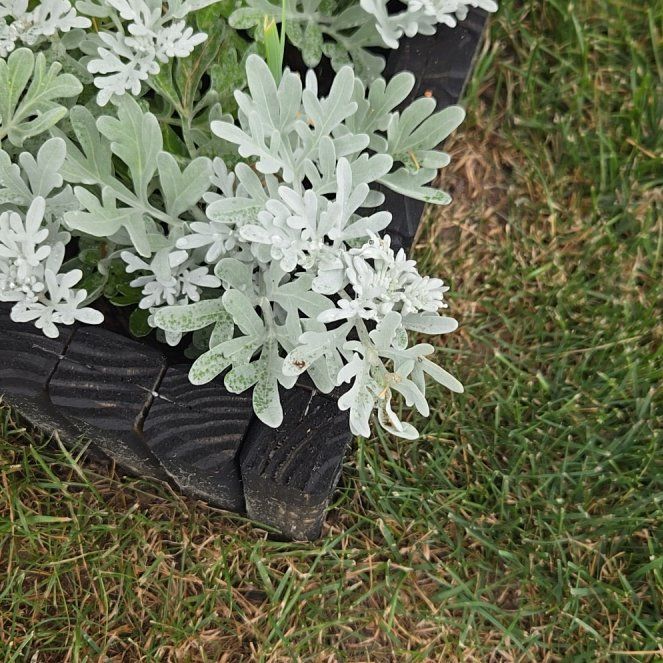Photo of the plant species Oldwoman by @UltraRichweed88 named Queen on Greg, the plant care app
