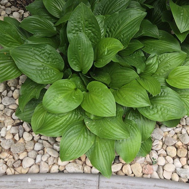 Photo of the plant species Plantain Lily by @UltraRichweed88 named Curie on Greg, the plant care app