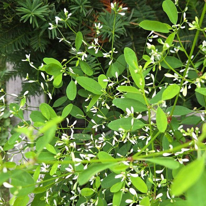 Photo of the plant species Grassleaf Spurge by @UltraRichweed88 named Gobi on Greg, the plant care app