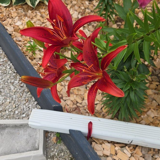 Photo of the plant species Orange Lily by @UltraRichweed88 named Duke on Greg, the plant care app