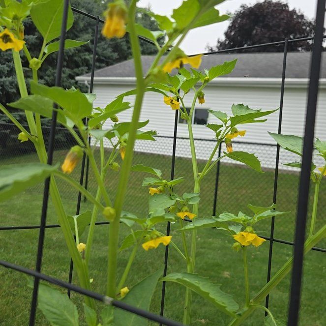 Photo of the plant species Philadelphia Groundcherry by @UltraRichweed88 named Mando on Greg, the plant care app