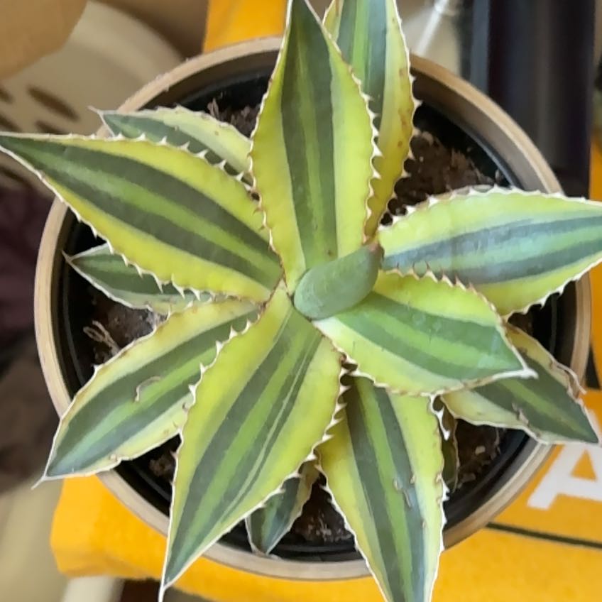 Photo of the plant species Thorn-Crested Century Plant by @WinHenbane13 named Changer on Greg, the plant care app