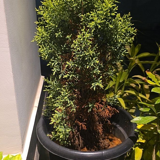 Photo of the plant species Mediterranean Cypress by @NoblyAthelpine named Austen on Greg, the plant care app