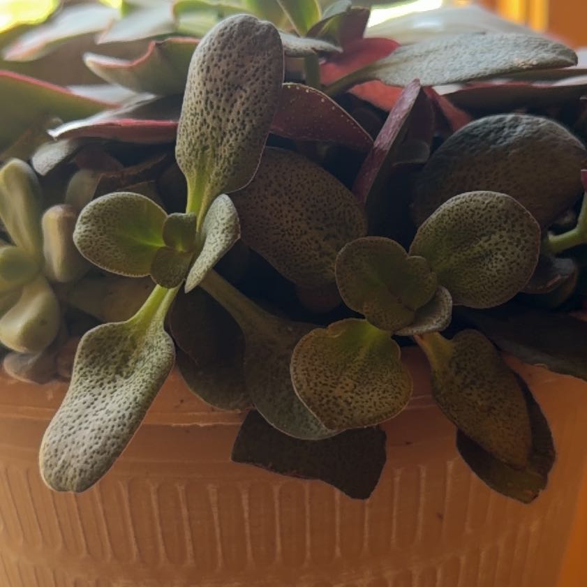 Photo of the plant species Fairy Crassula by @JauntyLovage9 named Achilles on Greg, the plant care app