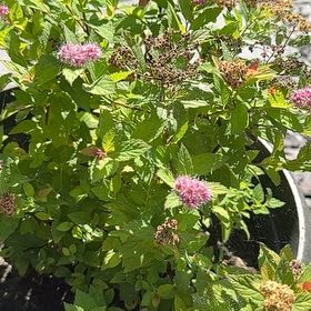 Photo of the plant species Rose Meadowsweet by @HotPinkquill11 named Messi on Greg, the plant care app