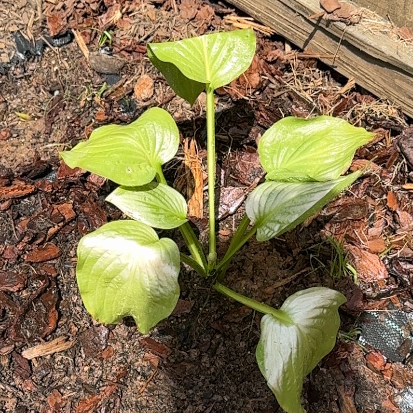 Photo of the plant species Plantain Lily by @ChipperLithop92 named Denali on Greg, the plant care app