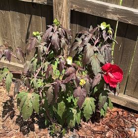 Photo of the plant species Eastern Rosemallow by @ChipperLithop92 named Harper on Greg, the plant care app