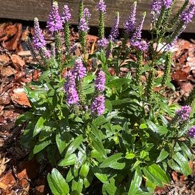 Photo of the plant species Obedient Plant by @ChipperLithop92 named Cleopatra on Greg, the plant care app