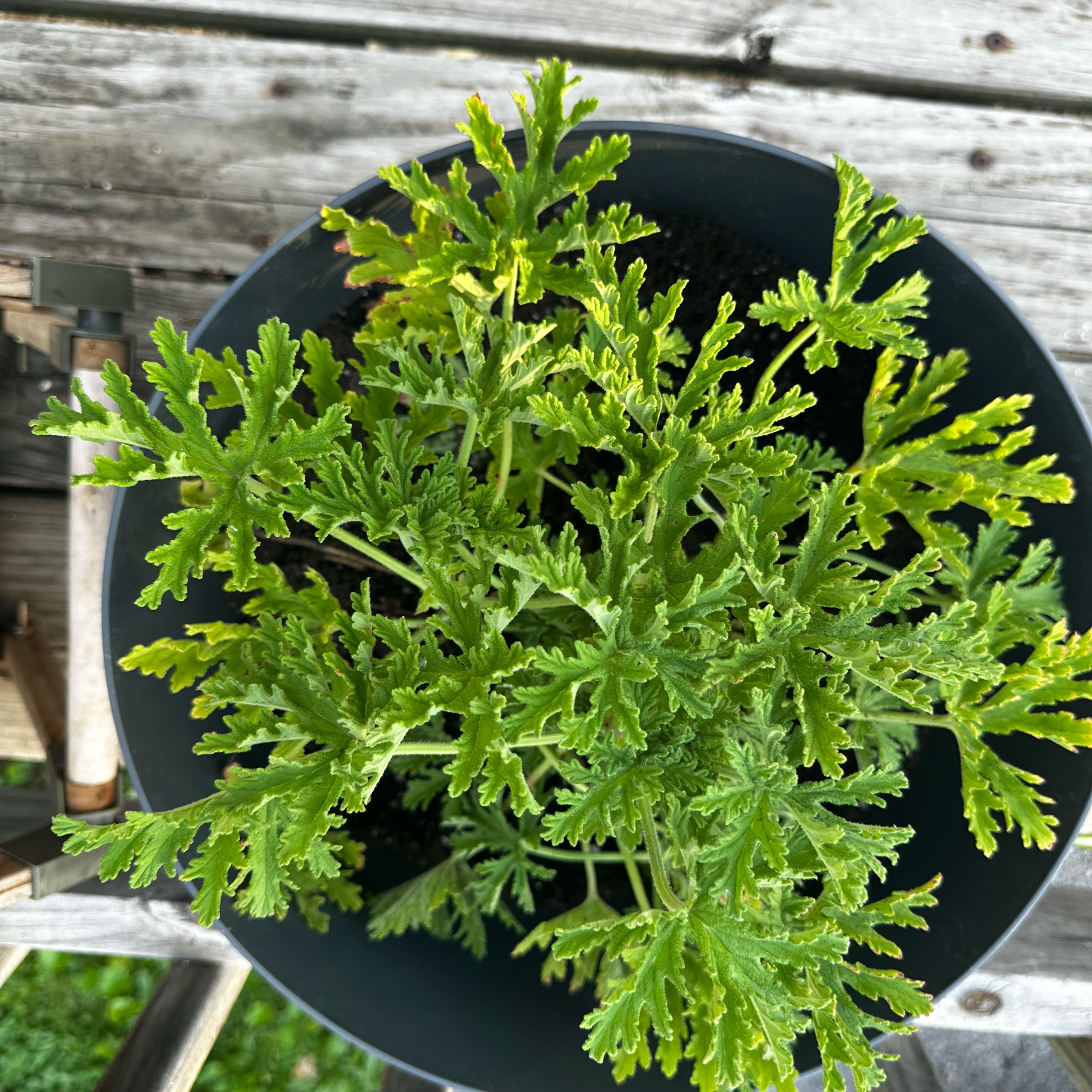 Photo of the plant species Citronella (anti-mosquito plant) by @KookyMingfern84 named Willow on Greg, the plant care app
