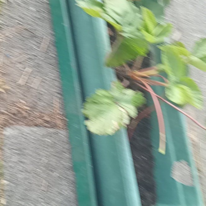 Photo of the plant species Garden Strawberry by @SpotonDidelta5 named Michelle Branch on Greg, the plant care app