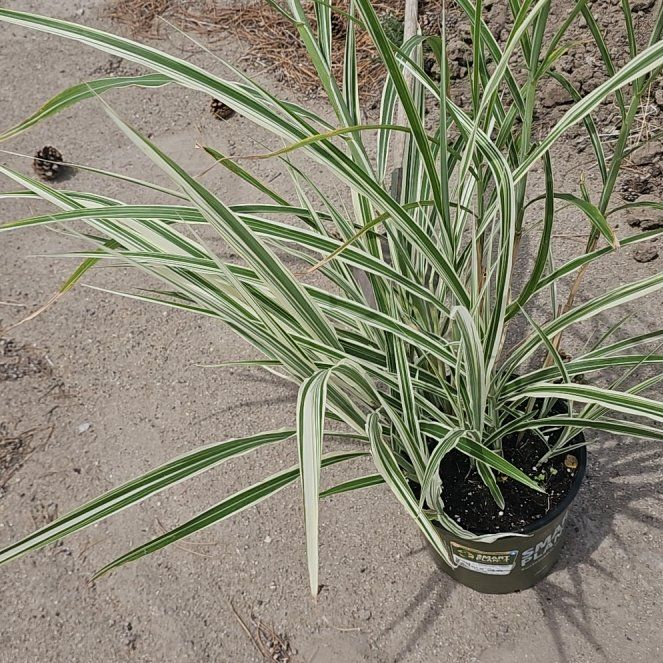 Photo of the plant species Big Blue Lilyturf by @FastBasil52 named Forrest on Greg, the plant care app