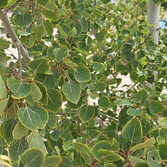 Photo of the plant species Popple by @FastBasil52 named Austen on Greg, the plant care app