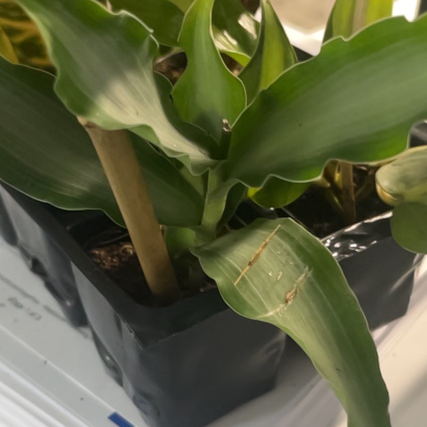 Photo of the plant species Murdannia by @HipMelon30 named Kesha on Greg, the plant care app