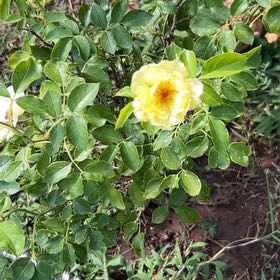Photo of the plant species Dog Rose by @UnabashedPuka53 named Dolores on Greg, the plant care app